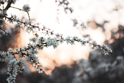 Close-up of white blossom