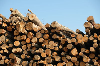 Stack of logs in forest