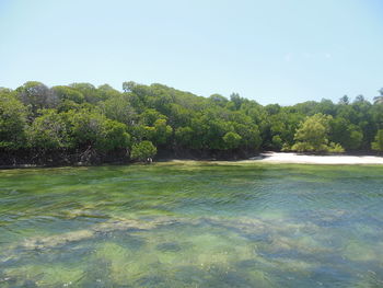 Scenic view of trees against clear sky