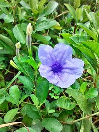 Close-up of flower blooming outdoors