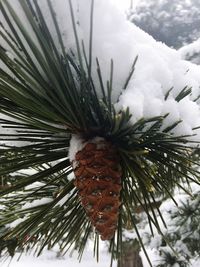 Close-up of snow on plant during winter