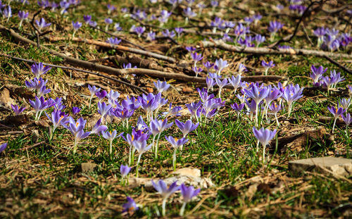 Close-up of purple crocus flowers blooming on field