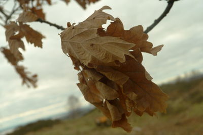 Close-up of leaves on tree trunk