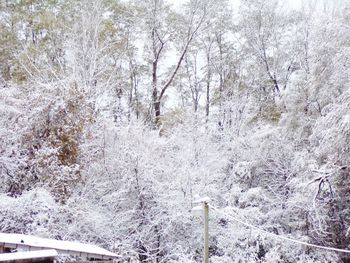 Snow covered land and trees in forest