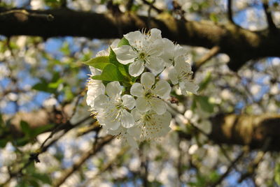 Close-up of white cherry blossoms blooming on tree