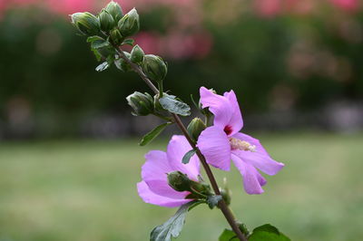 Close-up of pink flowering plant