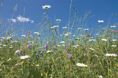 Low angle view of flower tree against sky