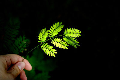 Close-up of hand holding leaf against black background