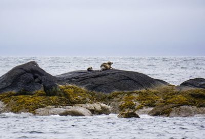 Seals watching in highlands