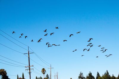 Low angle view of birds flying against clear blue sky