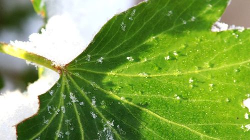 Close-up of wet plant
