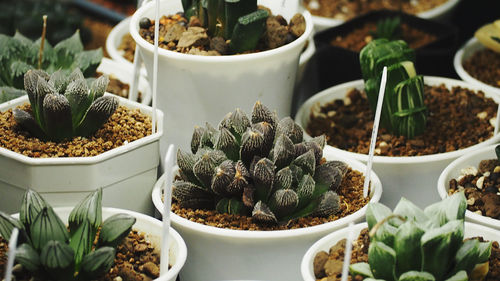 Close-up of potted plants