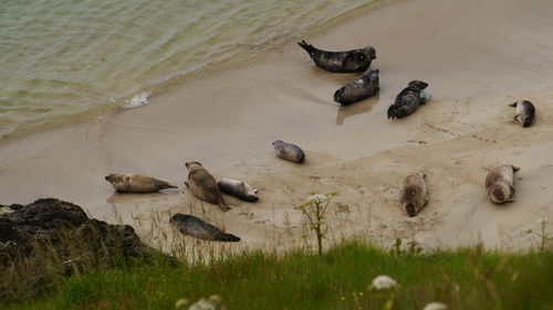 High angle view of seals on beach