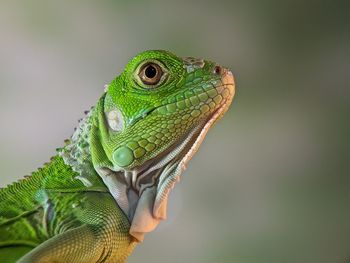 animal themes