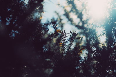 Low angle view of tree in forest