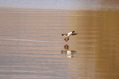 Seagull flying over lake