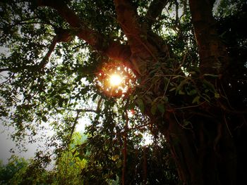 Sun shining through trees