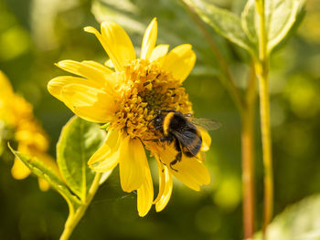 Bumblebee collecting pollen on a yellow helianthus flower in a garden