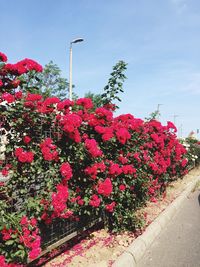 Red flowers blooming against sky