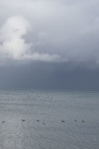 Seagulls flying over sea against sky