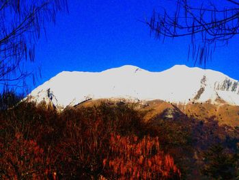 Bare trees on landscape against clear blue sky
