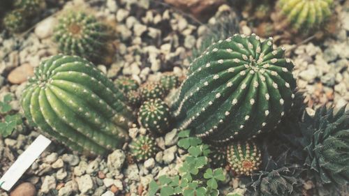 High angle view of succulent plant on field