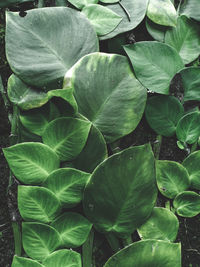 High angle view of leaves in water