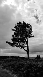 Trees on landscape against sky