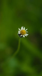 Close-up of yellow flower blooming outdoors