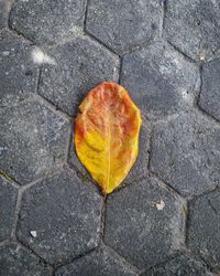 High angle view of autumn leaf