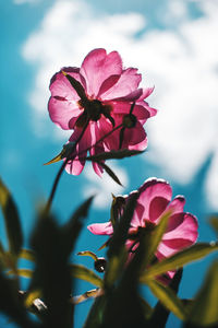 Close-up of pink flowering plant different angle