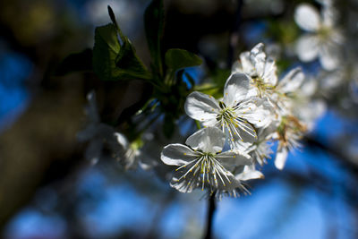 Close-up of white cherry blossoms