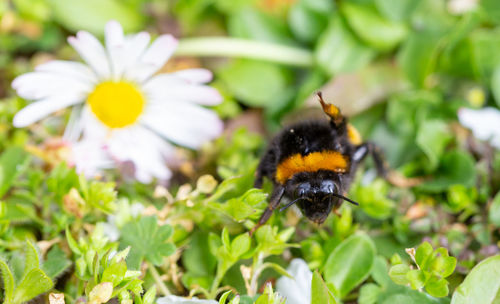 Close-up of bee pollinating on flower