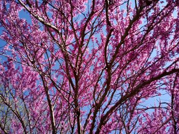 Low angle view of cherry blossoms against sky