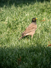 Close-up of bird perching on grassy field