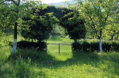 Trees and grass against sky