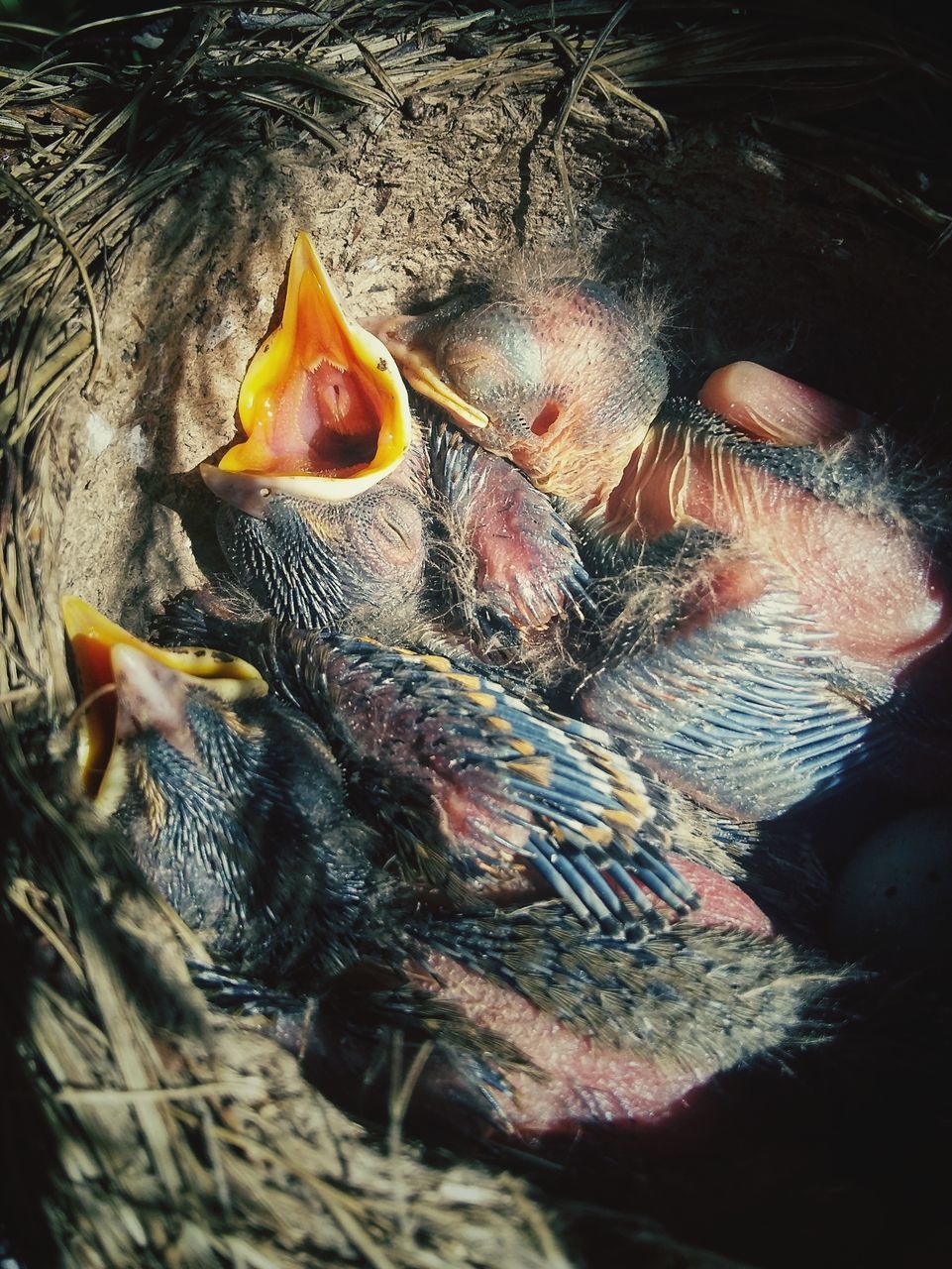 CLOSE-UP OF BIRD IN NEST