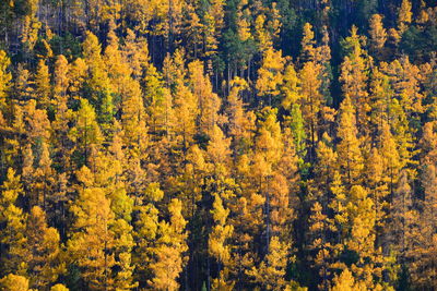 High angle view of trees in forest during autumn