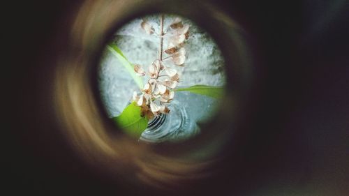 Directly above shot of flowering plants