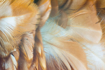 Full frame shot of feather