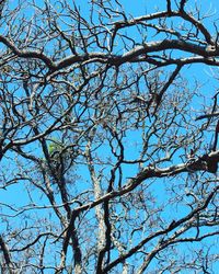 Low angle view of tree against blue sky