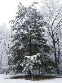 Trees on snow covered landscape