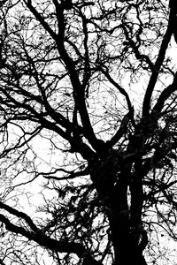 Low angle view of silhouette tree against sky