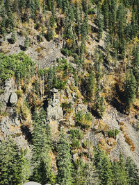 High angle view of pine tree on rock