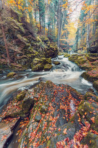 Scenic view of waterfall in forest during autumn