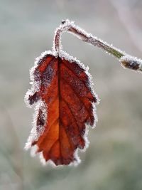 Close-up of frozen leaves during winter