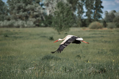 Dult stork flies over an empty field, village