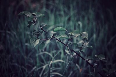 Close-up of wilted plant on field in forest