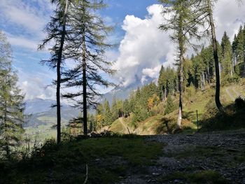 Trees in forest against sky