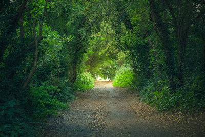 Footpath amidst trees in forest